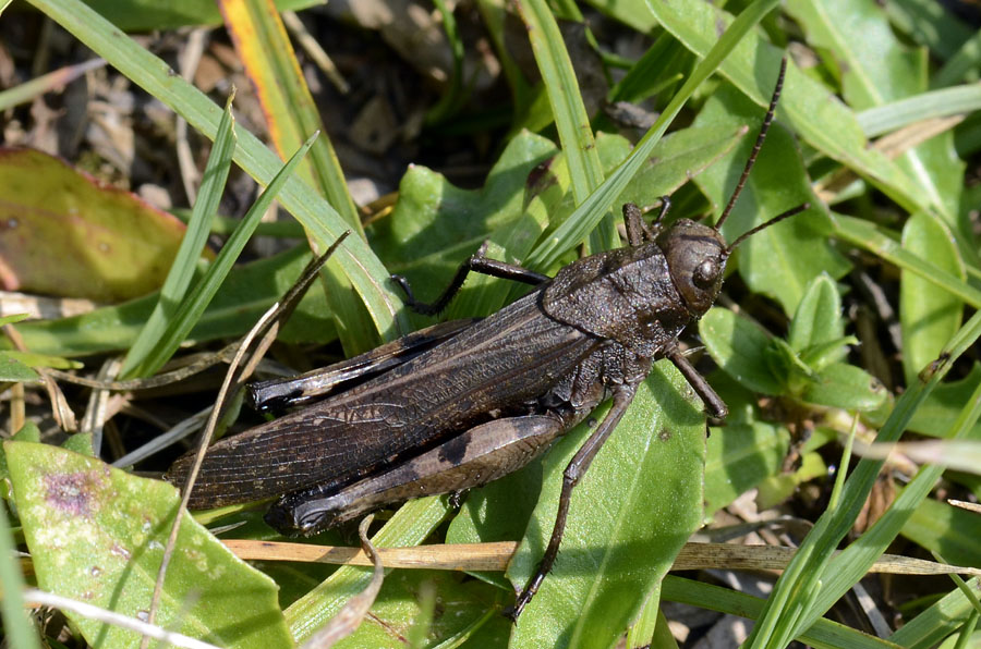 Cavalletta ali rosse: Psophus stridulus